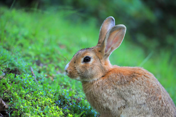 istock Hare on green grass in nature 1392567744