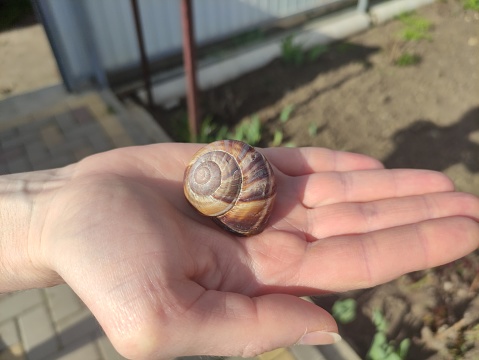 Woman holding an empty snail shell on the palm