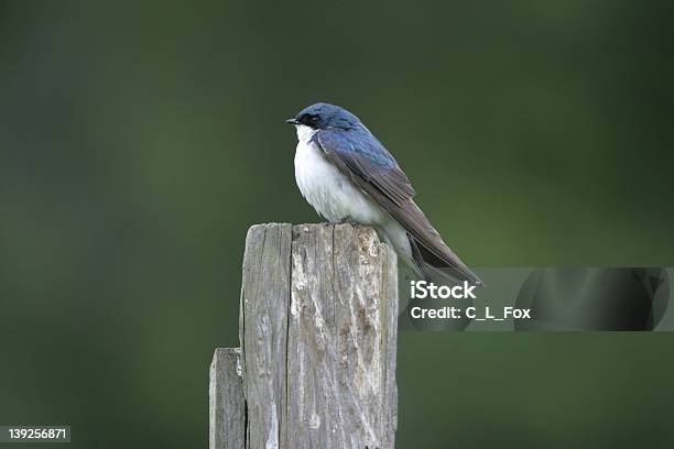 Tree Swallow Ptak - zdjęcia stockowe i więcej obrazów Jaskółka drzewa - Jaskółka drzewa, Pachołek, Słupek z drewna