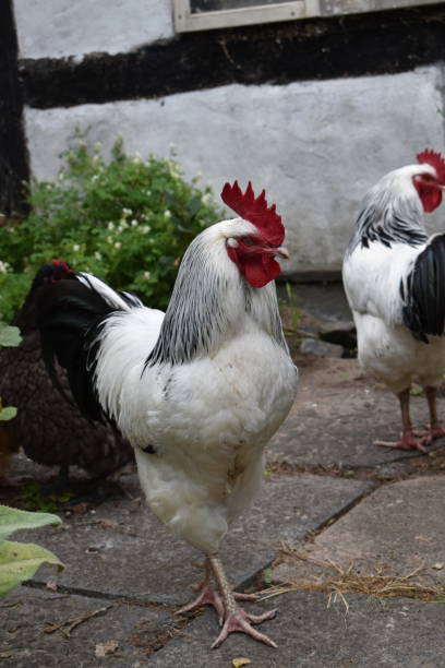 istock Two Sussex poultries. 1392569567