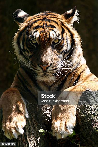 Tigre 4 - Fotografie stock e altre immagini di Tigre - Tigre, Ambientazione esterna, Animale