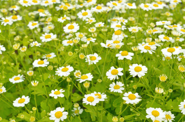 istock Flowers feverfew 1392569609