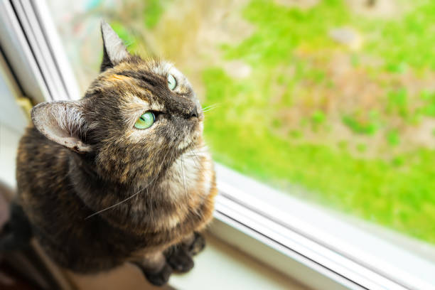 istock Cute tortoiseshell cat siting on windowsill near window and looking at the camera 1392570199