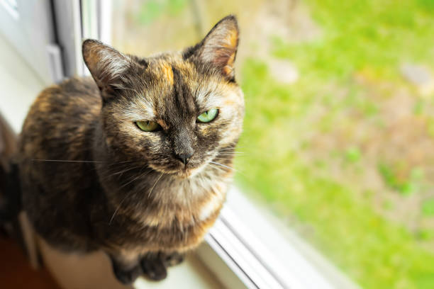 istock Cute tortoiseshell cat siting on windowsill near window and looking at the camera 1392570220