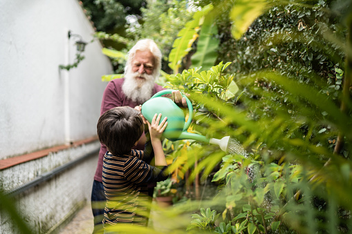 Boy and grandfather watering plants together at home