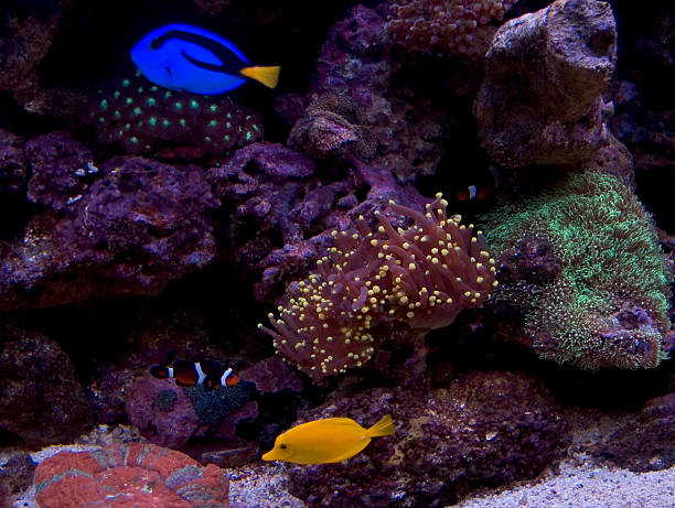 scène sur le récif - beach coral close up water photos et images de collection