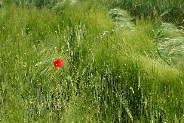 Mohn Blume in jungen Weizen – Foto