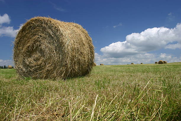 istock Make hay while the sun shines, round bale 139257081