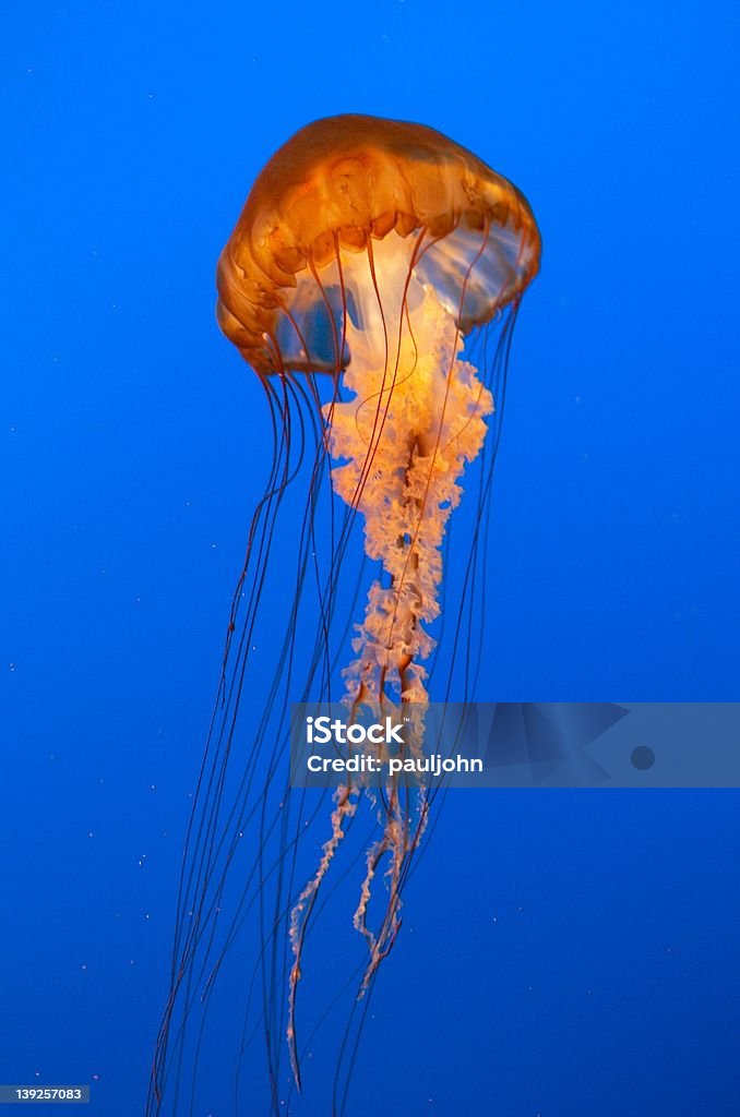 Méduse Portrait - Photo de Aquarium - Équipement pour animaux de compagnie libre de droits