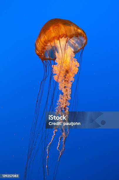 Photo libre de droit de Méduse Portrait banque d'images et plus d'images libres de droit de Aquarium - Équipement pour animaux de compagnie - Aquarium - Équipement pour animaux de compagnie, Bleu, Eau