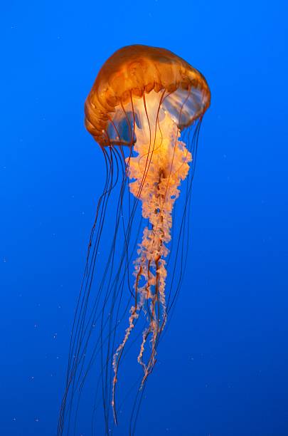 istock Jellyfish Portrait 139257083