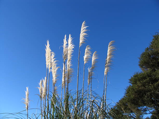 toitois 뉴질랜드 - new zealand flax 뉴스 사진 이미지