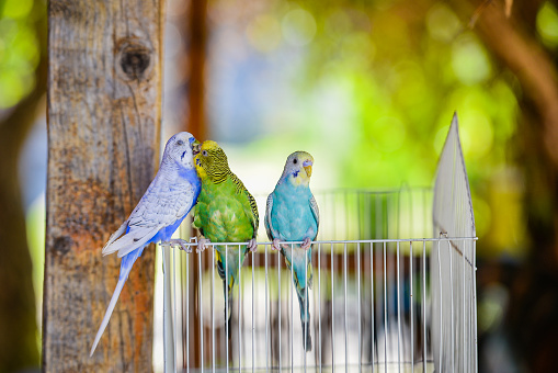 Three parrots on the birdcage