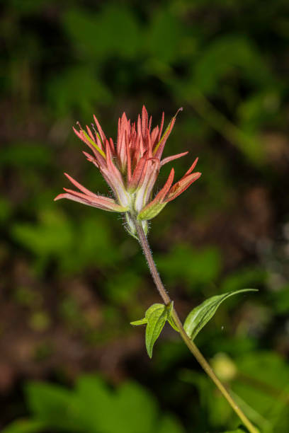 Castilleja suksdorfii, Suksdorf's Paintbrush, Saddle Mountain State Natural Area is a state park in northwest Oregon. It is located in the Northern Oregon Coast Range in central Clatsop County. Orobanchaceae. castilleja suksdorfii, suksdorf's paintbrush, saddle mountain state natural area es un parque estatal en el noroeste de oregón. se encuentra en la cordillera de la costa norte de oregón en el centro del condado de clatsop. orobanchaceae.