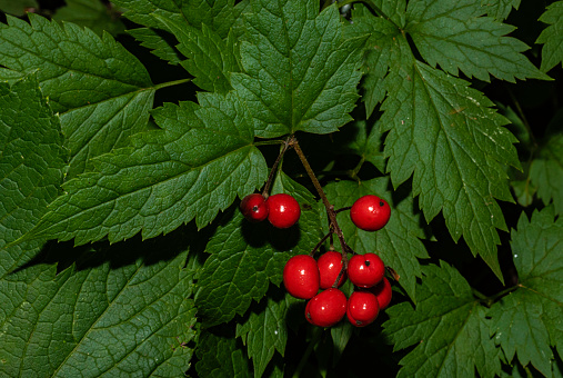 Actaea rubra, the red baneberry or chinaberry, is a poisonous herbaceous flowering plant in the family Ranunculaceae, native to North America. Fruit. Ranunculaceae. Saddle Mountain State Natural Area is a state park in northwest Oregon. It is located in the Northern Oregon Coast Range in central Clatsop County,