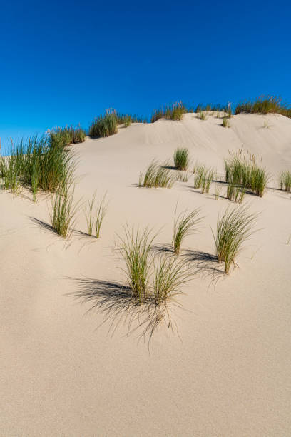 ammophila arenaria é uma espécie de planta de floração da família poaceae da grama. é conhecido pelos nomes comuns marram grass e beachgrass europeu. introduzido. uma casa de varíola nociva. a área nacional de recreação das dunas de oregon está  - honeymoon - fotografias e filmes do acervo