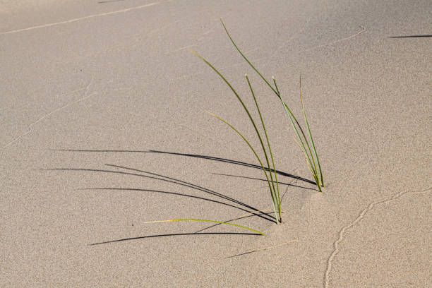 ammophila arenaria é uma espécie de planta de floração da família poaceae da grama. é conhecido pelos nomes comuns marram grass e beachgrass europeu. introduzido. uma casa de varíola nociva. a área nacional de recreação das dunas de oregon está  - honeymoon - fotografias e filmes do acervo