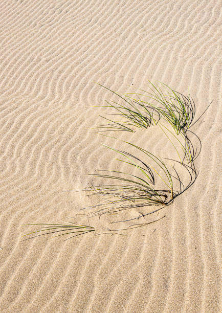 ammophila arenaria é uma espécie de planta de floração da família poaceae da grama. é conhecido pelos nomes comuns marram grass e beachgrass europeu. introduzido. uma casa de varíola nociva. a área nacional de recreação das dunas de oregon está  - honeymoon - fotografias e filmes do acervo