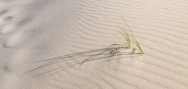 ammophila arenaria is a species of flowering plant in the grass family poaceae. it is known by the common names marram grass and european beachgrass. introduced. noxious weed. the oregon dunes national recreation area is located on the oregon coast. - honeymoon imagens e fotografias de stock