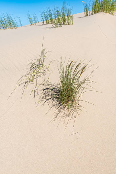 ammophila arenaria é uma espécie de planta de floração da família poaceae da grama. é conhecido pelos nomes comuns marram grass e beachgrass europeu. introduzido. uma casa de varíola nociva. a área nacional de recreação das dunas de oregon está  - honeymoon - fotografias e filmes do acervo