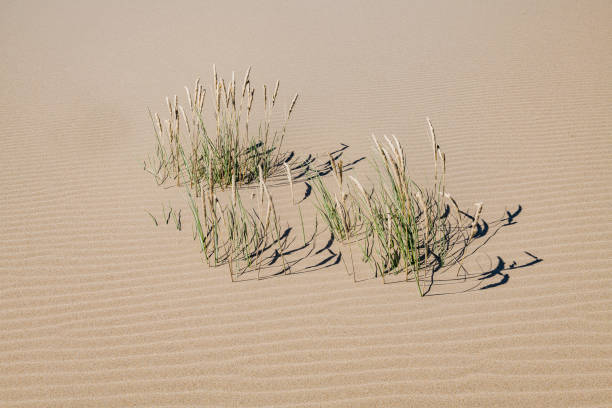 ammophila arenaria é uma espécie de planta de floração da família poaceae da grama. é conhecido pelos nomes comuns marram grass e beachgrass europeu. introduzido. uma casa de varíola nociva. a área nacional de recreação das dunas de oregon está  - honeymoon - fotografias e filmes do acervo