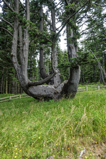 l’octopus tree (également connu sous le nom de candelabra tree, council tree et monstrosity tree) est une épinette de sitka située dans le comté de tillamook, dans l’oregon, aux états-unis. - monstrosity photos et images de collection