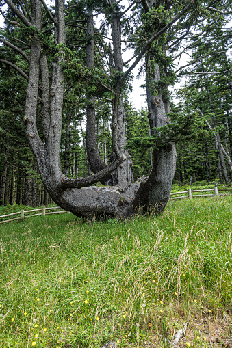 The Octopus Tree (also known as the Candelabra Tree, Council Tree, and Monstrosity Tree) is a Sitka spruce tree in Tillamook County, Oregon, United States.