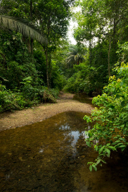 Stream in tropical rainforest in Pipeline road. Stream in tropical rainforest, Soberania national park, Panama, Central America soberania national park stock pictures, royalty-free photos & images