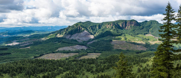 Clearcutting, clearfelling or clearcut logging is a forestry/logging practice in which most or all trees in an area are uniformly cut down. Clear-cut forest view from Saddle Mountain State Natural Area in Clatsop County, Oregon. Timber harvest with many clear-cut areas. la tala rasa, tala o tala es una práctica forestal / forestal en la que la mayoría o todos los árboles en un área se talan uniformemente. vista despejada del bosque desde el Área natural estatal de saddle mountain en el condado de clatsop, oregón.