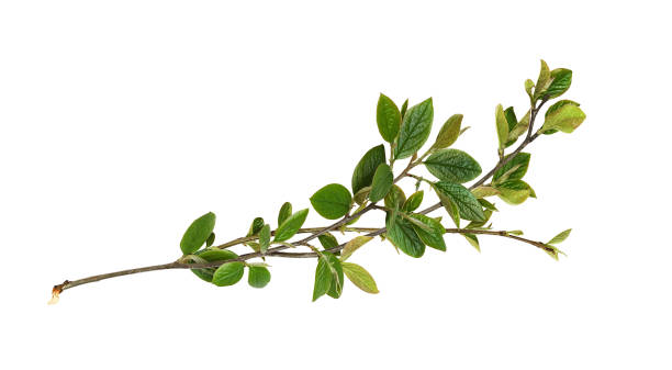 istock Set of spring twigs with green leaves isolated 1392575593