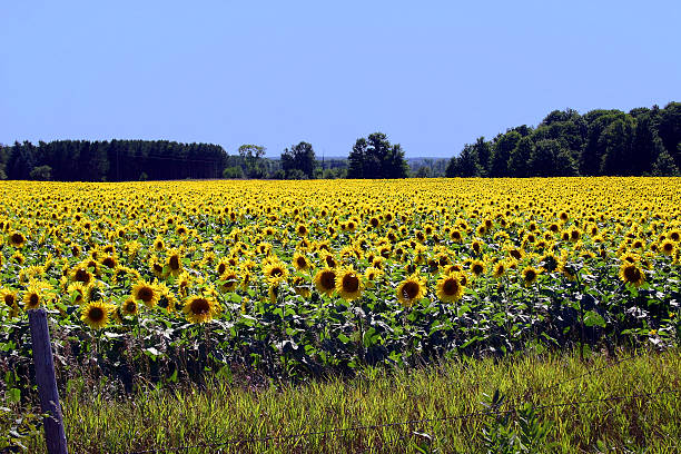 Sea of sunflowers stock photo