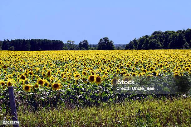 Sea Of Sunflowers Stock Photo - Download Image Now - Agricultural Field, Blue, Cool Attitude