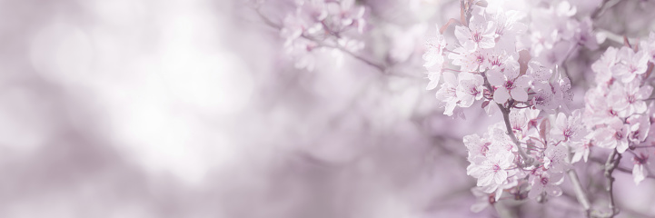 beautiful and delicate cherry blossoms in sunshine at the edge of blurred monochrome spring background, floral springtime concept in light white and pink color with copy space