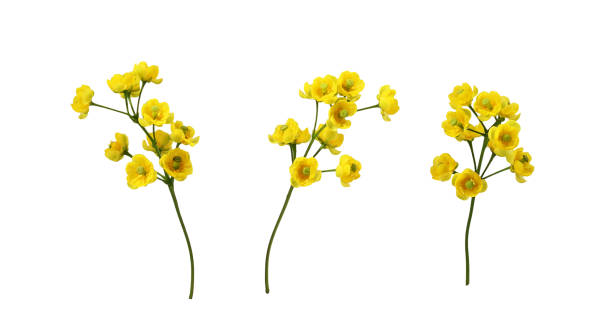 conjunto de pequeñas flores amarillas de berberis thunbergii aisladas - agracejo rojo fotografías e imágenes de stock