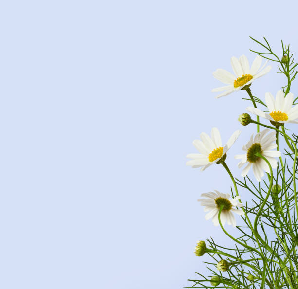파란색에 모퉁이 꽃꽂이에 데이지 꽃과 잔디 - environmental conservation herb meadow sky 뉴스 사진 이미지