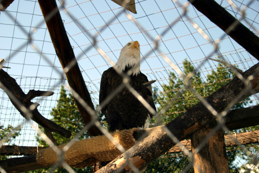 A Bald Eagle that lost a wing, inside a cage.