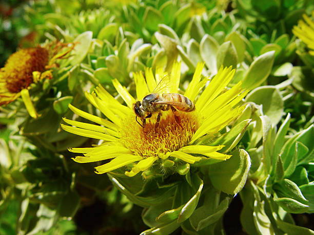 pollinating ハナバチ - arpia ストックフォトと画像