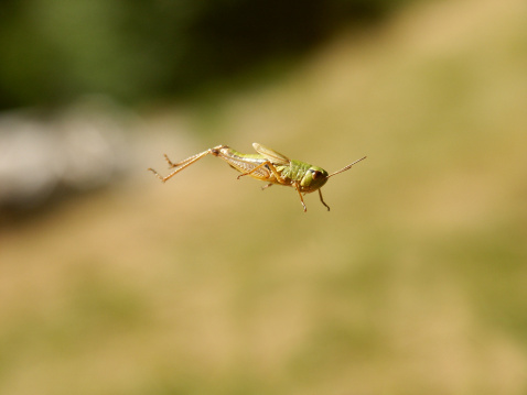 Grasshopper in the air...