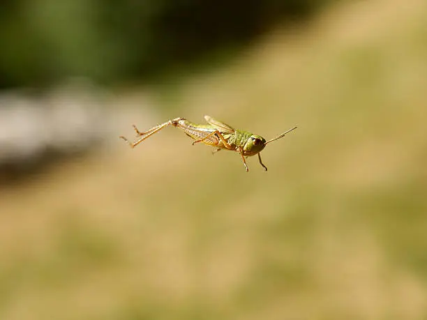 Photo of Grasshopper in the jump