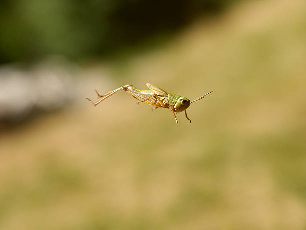 кузнечик в прыжок - grasshopper стоковые фото и изображения