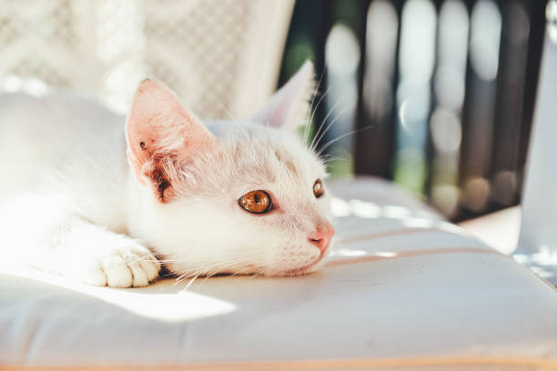 Cute white kitty