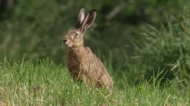 hare on a meadow in summer