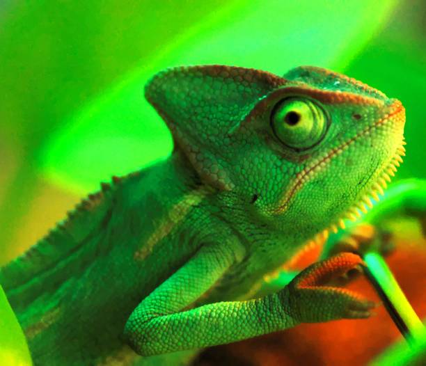 istock chameleon on a branch, digital photo picture as a background 1392577502