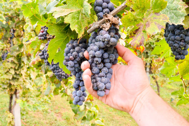 istock grapes in vineyard, digital photo picture as a background 1392577588