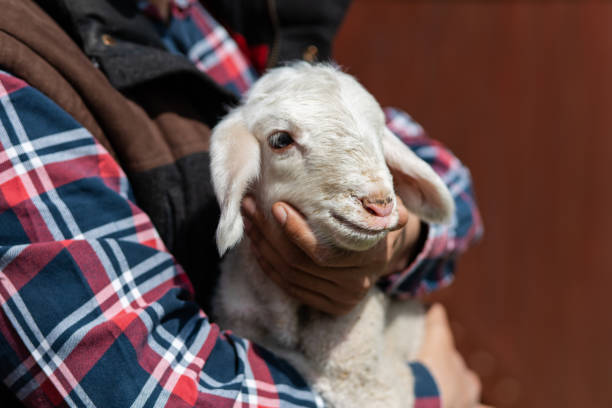 Farmer holding a one day old baby lamb on sheep farm. Loving farmer taking care of animals.  Animal farm. Sheep pen. Baby sheep.