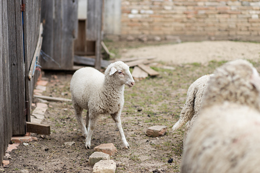 Cute lamb looking friendly standing, smalll little lambkin proudly and frank on the dyke