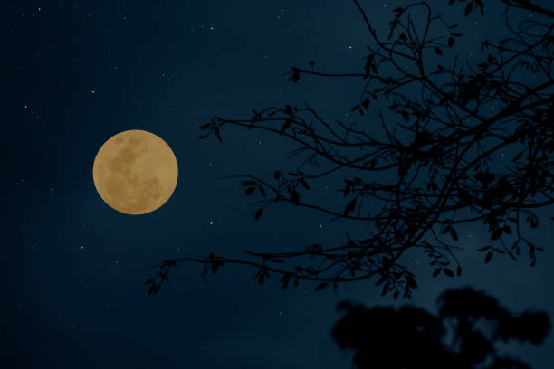 istock Full moon on the sky with tree branch silhouette. 1392577778