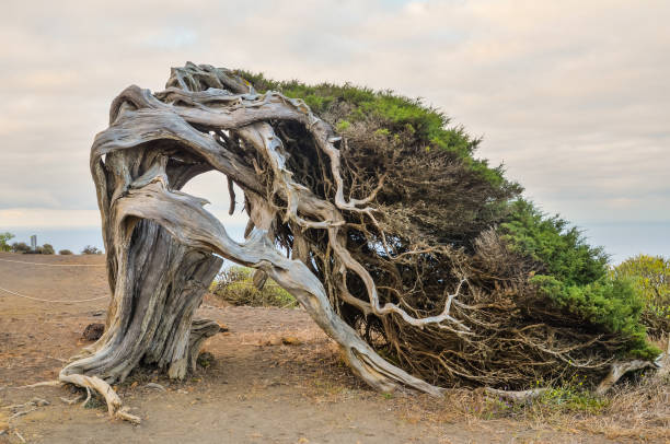 istock trunk of tree, digital photo picture as a background 1392577794