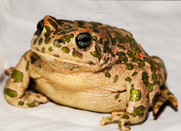 istock frog on stone, digital photo picture as a background 1392577800