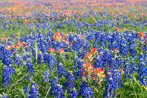 Close-up of bluebonnets and indian paintbrushes during spring in Texas.